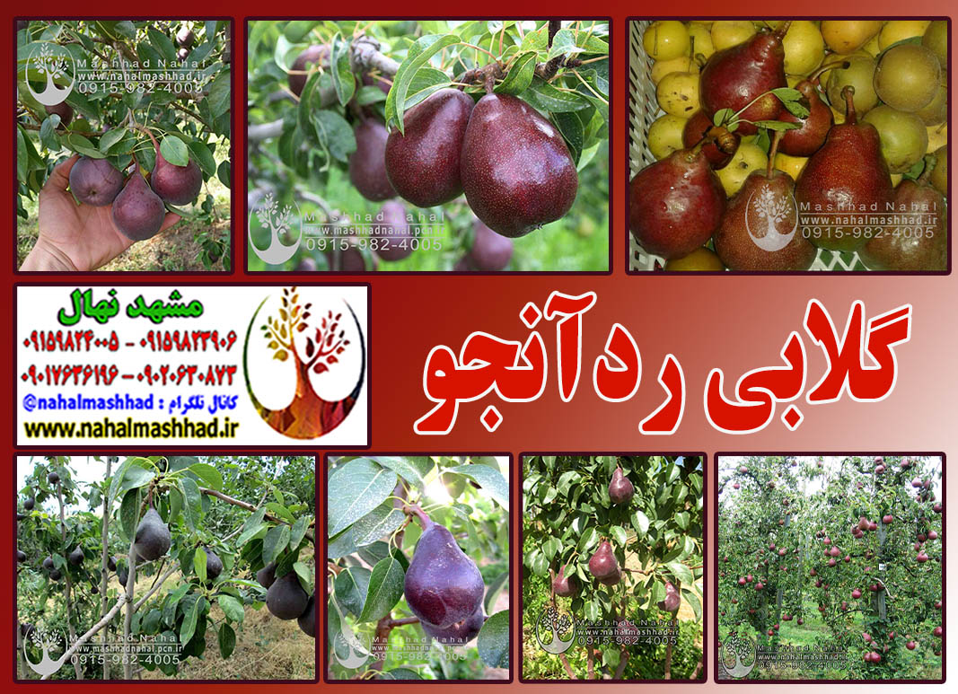 گلابی ردآنجو