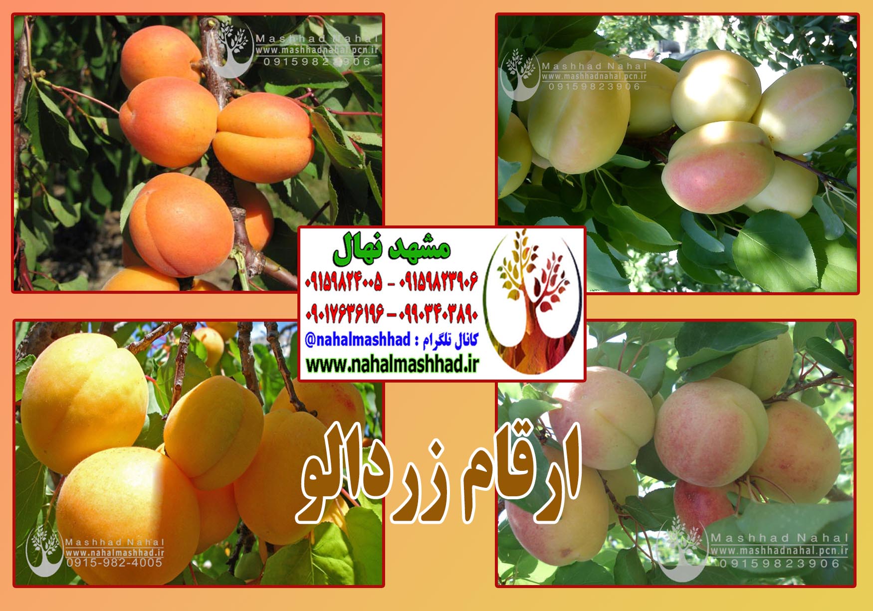 ارقام نهال خرمالو