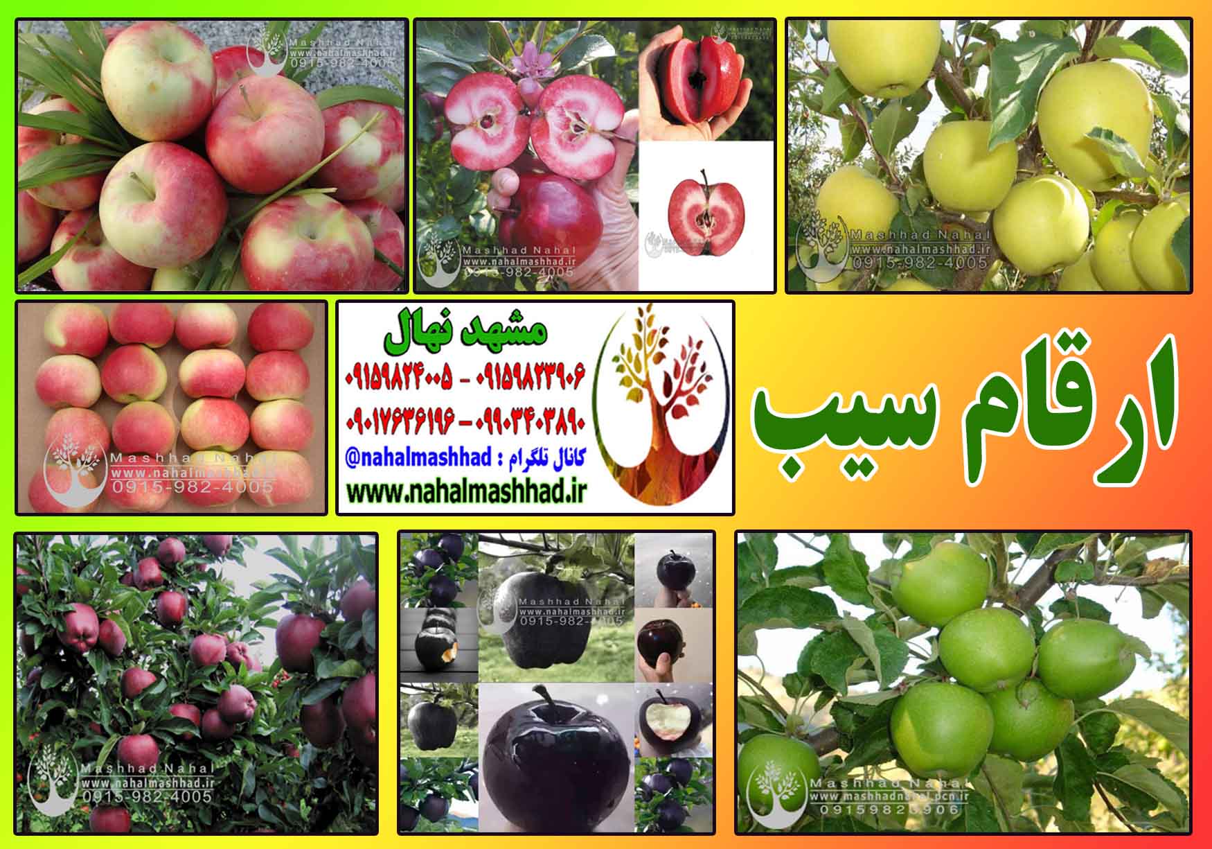 ارقام مختلف نهال سیب