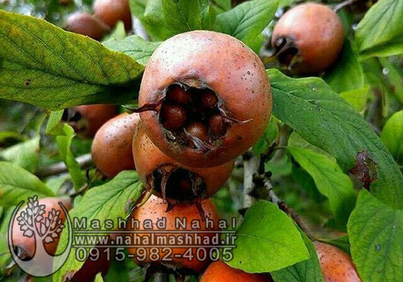 ازگیل نهال ازگیل