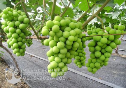 نهال انگور آفریقایی سبز