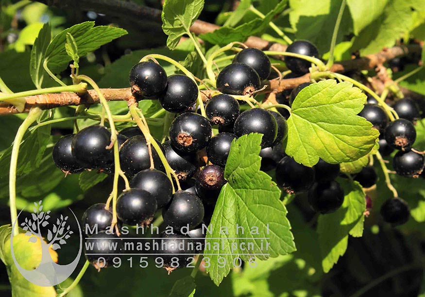 انگور بلک کارنت (انگور فرنگی سیاه)