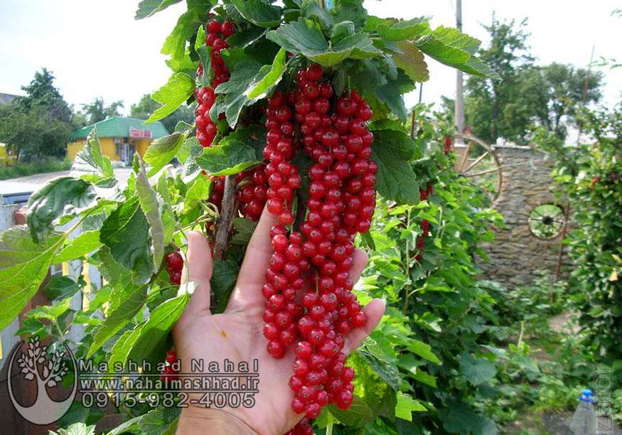 انگور ردکارنت (انگور فرنگی قرمز)