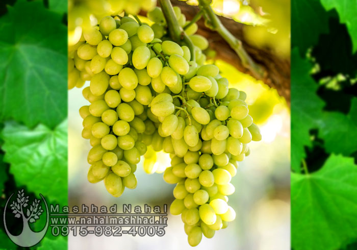 انگور سوپریور