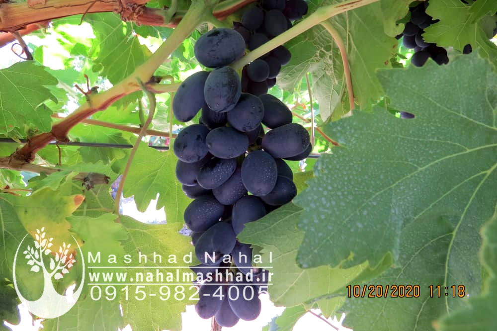 انگور شاراد سیدلس نهال انگور شاراد سیدلس