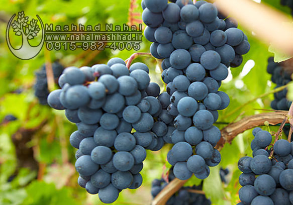 انگور شامپاین