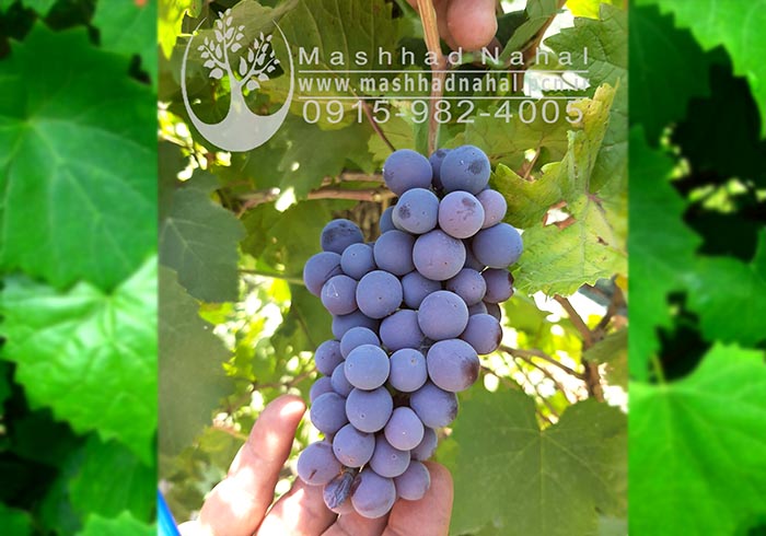 انگور طعم آناناس