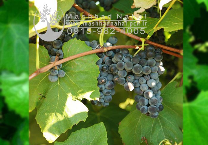 انگور طعم انبه سیاه