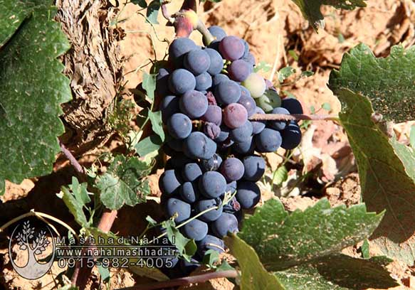 انگور والنسیا