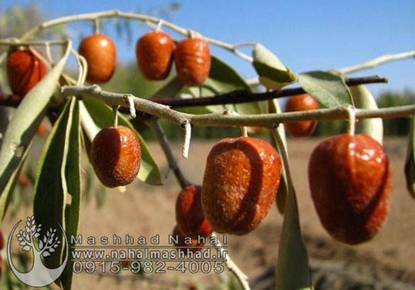 سنجد نهال سنجد