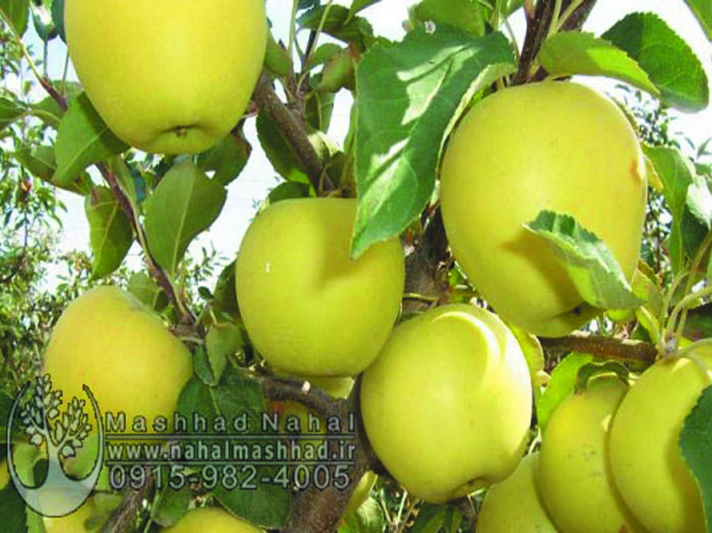 سیب گلدن دلیشز