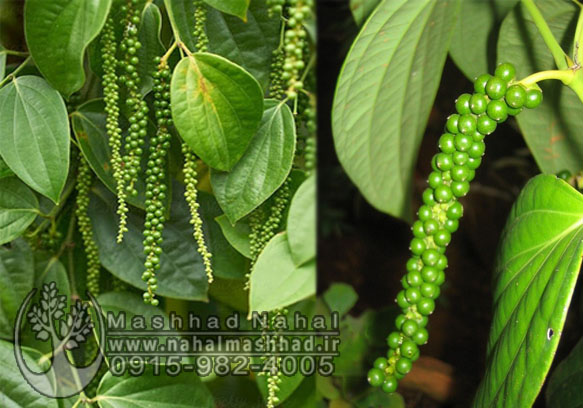 فلفل سیاه نهال فلفل سیاه